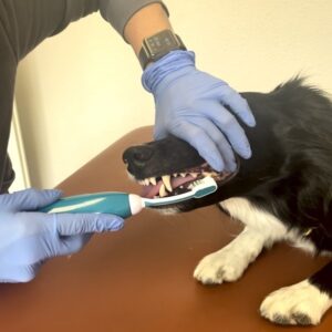 Ultraschallzahnbürste mit Hunde-Zahnpasta