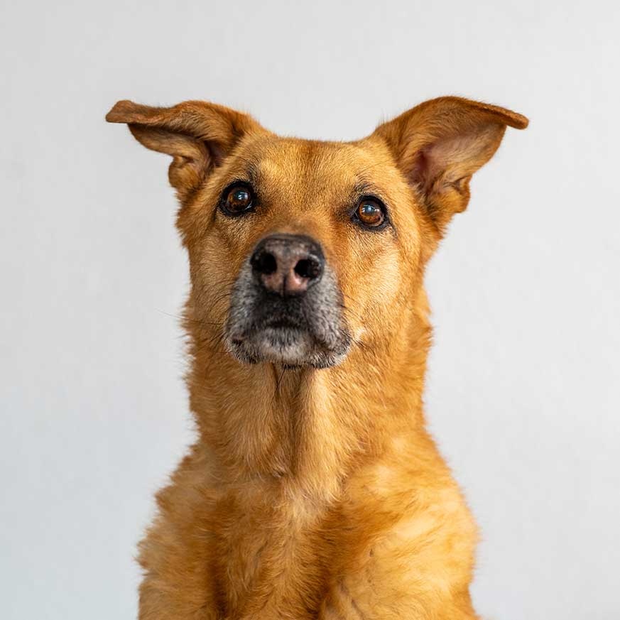 Ronja, fast 12 Jahre alter Schäferhund-Mischling mit ergrauter Schnauze – typisches Anzeichen für einen Senior-Hund