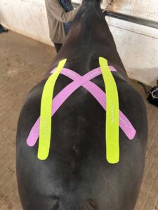 Kinesiotaping Becken Pferd frisch angelegt – Tierphysiotherapie Krefeld