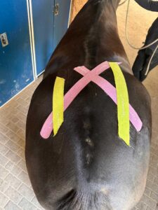 Kinesiotaping Pferd nach einer Woche und Sturz – Tape hält stabil