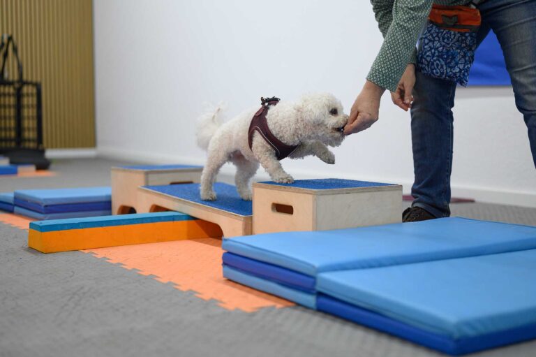 Seminar mit Hunden im Trainingsraum der Tierphysio Krefeld