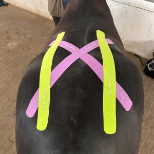 Kinesiotaping Becken Pferd frisch angelegt – Tierphysiotherapie Krefeld