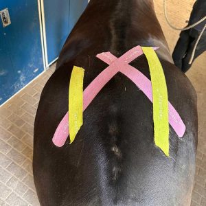Kinesiotaping Pferd nach einer Woche und Sturz – Tape hält stabil