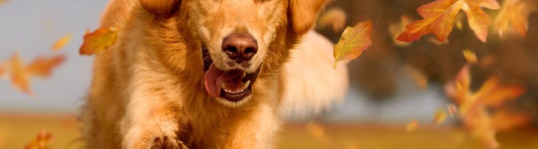 Hund, Golden Retriever springt durch Herbstlaub im herbstlichen Sonnenlicht
