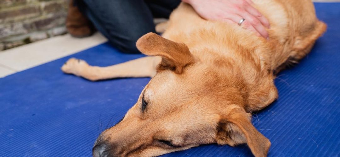 die-tierphysio_Ronja-massage die-tierphysio_Ronja-massage