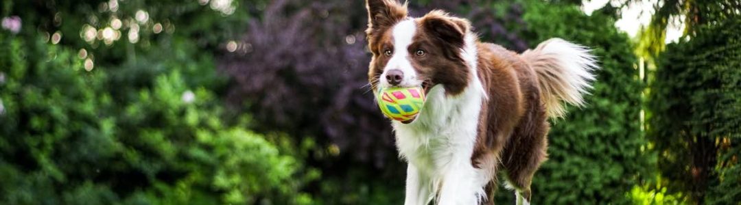 die-tierphysio_annadvk die-tierphysio_annadvk